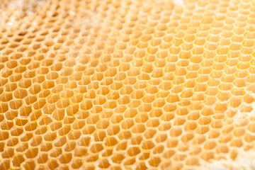 close up of honey comb