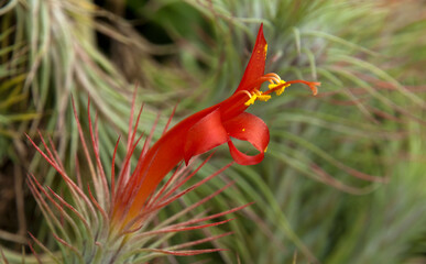 Sydney Australia, orange flower of  a tillandsia funckiana airplant with blurred background