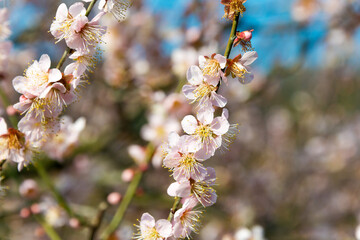 Kagawa, Japan - Japanese apricot blossoms at Ritsurin Garden in Takamatsu, Kagawa, Japan. Ritsurin Garden is one of the most famous historical gardens in Japan.