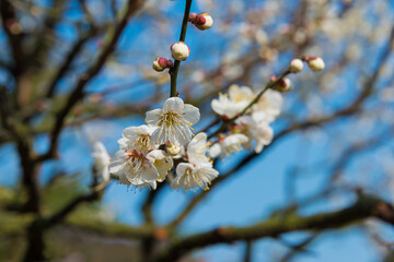 Kagawa, Japan - Japanese apricot blossoms at Ritsurin Garden in Takamatsu, Kagawa, Japan. Ritsurin Garden is one of the most famous historical gardens in Japan.