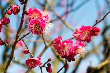 Kagawa, Japan - Japanese apricot blossoms at Ritsurin Garden in Takamatsu, Kagawa, Japan. Ritsurin Garden is one of the most famous historical gardens in Japan.