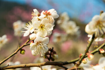 Kagawa, Japan - Japanese apricot blossoms at Ritsurin Garden in Takamatsu, Kagawa, Japan. Ritsurin Garden is one of the most famous historical gardens in Japan.