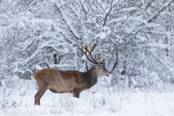 Jeleń szlachetny (Cervus elaphus) Red Deer Stag © Patryk