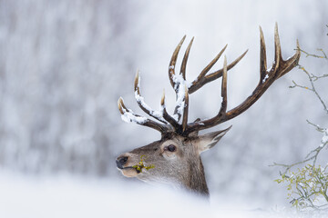 Jeleń szlachetny (Cervus elaphus) Red Deer Stag © Patryk