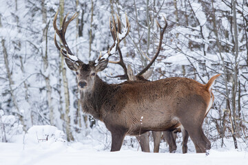 Jeleń szlachetny (Cervus elaphus) Red Deer Stag © Patryk