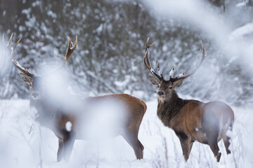 Jeleń szlachetny (Cervus elaphus) Red Deer Stag © Patryk