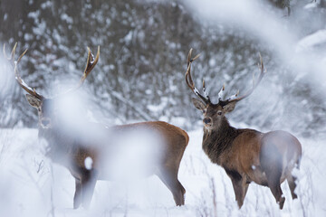 Jeleń szlachetny (Cervus elaphus) Red Deer Stag