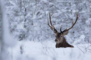 Jeleń szlachetny (Cervus elaphus) Red Deer Stag © Patryk