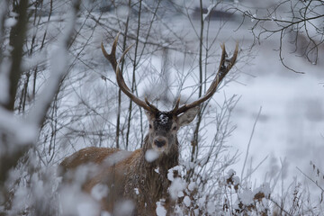 Jeleń szlachetny (Cervus elaphus) Red Deer Stag © Patryk