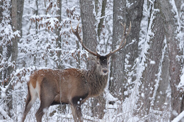 Jeleń szlachetny (Cervus elaphus) Red Deer Stag © Patryk