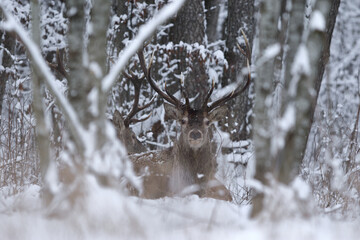 Jeleń szlachetny (Cervus elaphus) Red Deer Stag