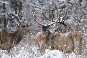 Jeleń szlachetny (Cervus elaphus) Red Deer Stag © Patryk