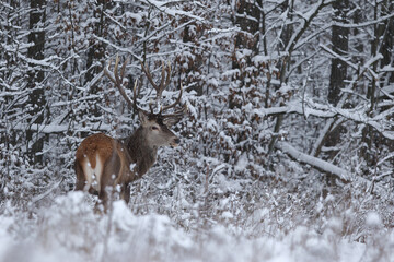 Jeleń szlachetny (Cervus elaphus) Red Deer Stag