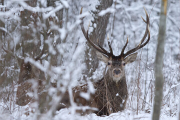 Jeleń szlachetny (Cervus elaphus) Red Deer Stag © Patryk