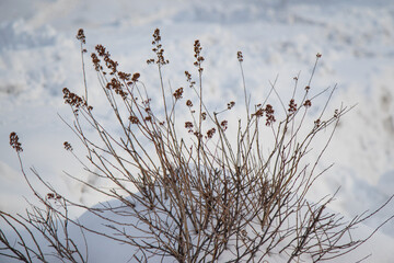 Obraz premium dry stems and branches of frozen shrubs in winter. High quality photo