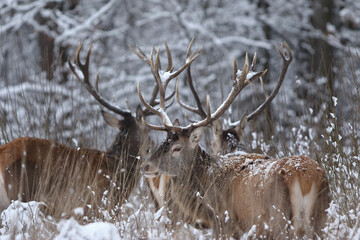 Jeleń szlachetny (Cervus elaphus) Red Deer Stag © Patryk