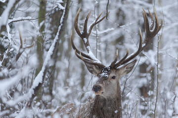Jeleń szlachetny (Cervus elaphus) Red Deer Stag © Patryk