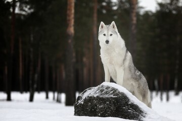 white dog in winter