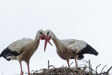 Pair of storks in Cristian, Romania