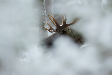 Fototapeta premium Łoś euroazjatycki (Alces alces ) Moose