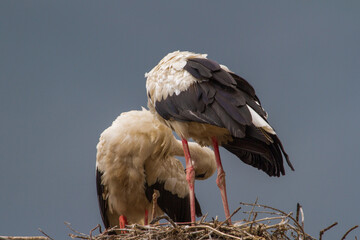 Storks taking care of their bodie