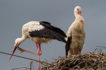 Storks taking care of their bodie