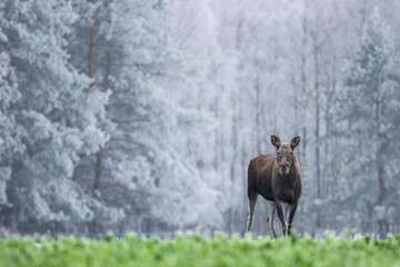 Łoś euroazjatycki (Alces alces ) Moose © Patryk