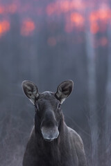 Łoś euroazjatycki (Alces alces ) Moose