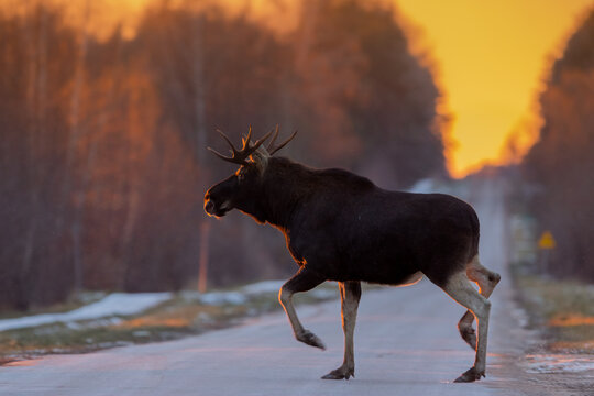 Koni Billeder – Gennemse 2,295 stockfotos, vektorer og videoer | Adobe ...