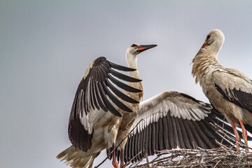 Young storks during flight exercises in Romania