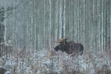 Łoś euroazjatycki (Alces alces ) Moose © Patryk