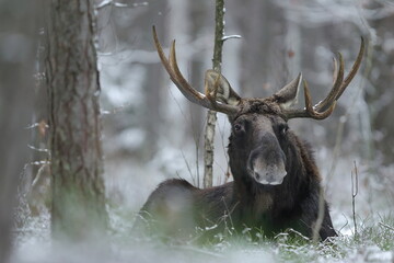 Łoś euroazjatycki (Alces alces ) Moose © Patryk