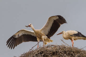 
Young stork at the flight exercise
