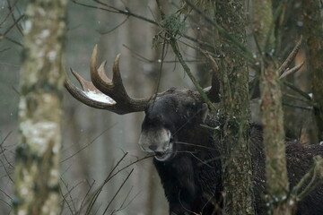 Łoś euroazjatycki (Alces alces ) Moose © Patryk