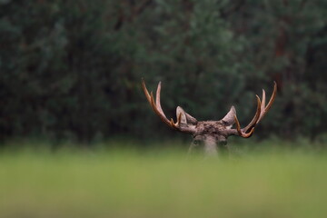 Fototapeta na wymiar Łoś euroazjatycki (Alces alces ) Moose