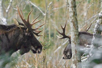 Łoś euroazjatycki (Alces alces ) Moose © Patryk