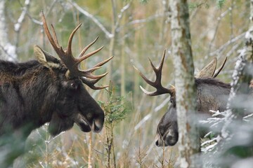 Łoś euroazjatycki (Alces alces ) Moose