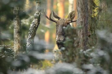 Łoś euroazjatycki (Alces alces ) Moose © Patryk