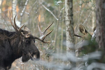 Łoś euroazjatycki (Alces alces ) Moose