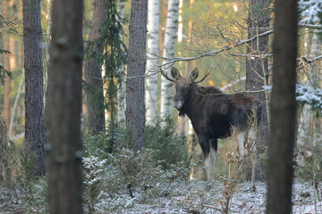 Łoś euroazjatycki (Alces alces ) Moose © Patryk