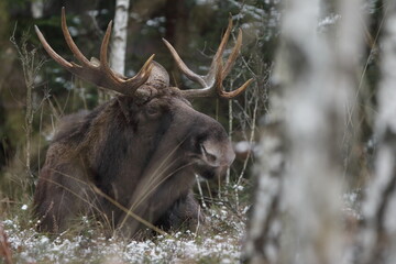 Łoś euroazjatycki (Alces alces ) Moose © Patryk