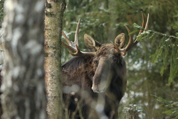 Łoś euroazjatycki (Alces alces ) Moose