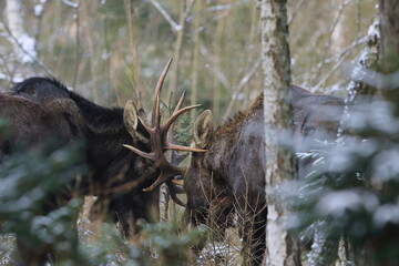 Łoś euroazjatycki (Alces alces ) Moose © Patryk