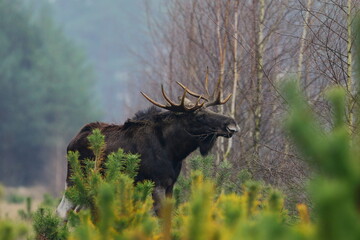 Łoś euroazjatycki (Alces alces ) Moose © Patryk