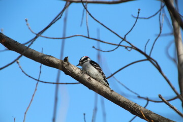 Woodpecker On A Branch, Gold Bar Park, Edmonton, Alberta