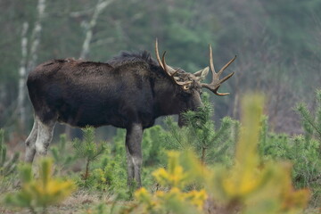 Łoś euroazjatycki (Alces alces ) Moose © Patryk