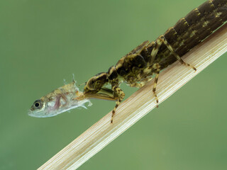 P7190066 aquatic dragonfly nymph (Epiprocta species) eating a 3-spined stickleback fish...