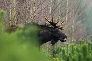 Łoś euroazjatycki (Alces alces ) Moose © Patryk