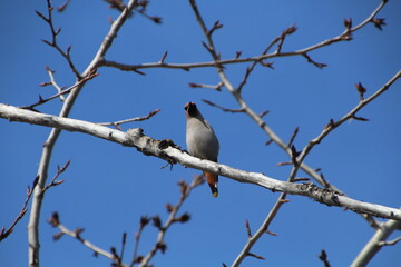 Waxwing On A Branch, Gold Bar Park, Edmonton, Alberta
