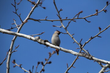Waxwing Looking Around, Gold Bar Park, Edmonton, Alberta